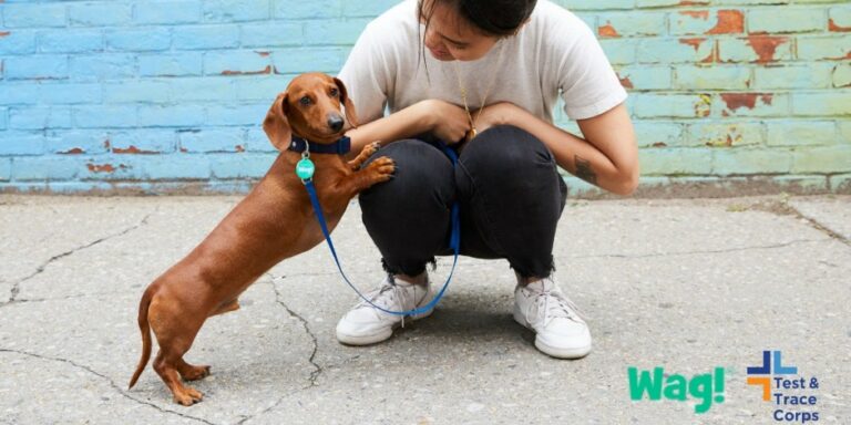 Test & Trace Corps Partners With Wag! To Provide Pet Services For New Yorkers