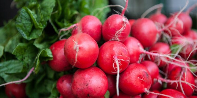 NYC Health + Hospitals Announces New Season of Farmers Markets Near Patient Care Sites
